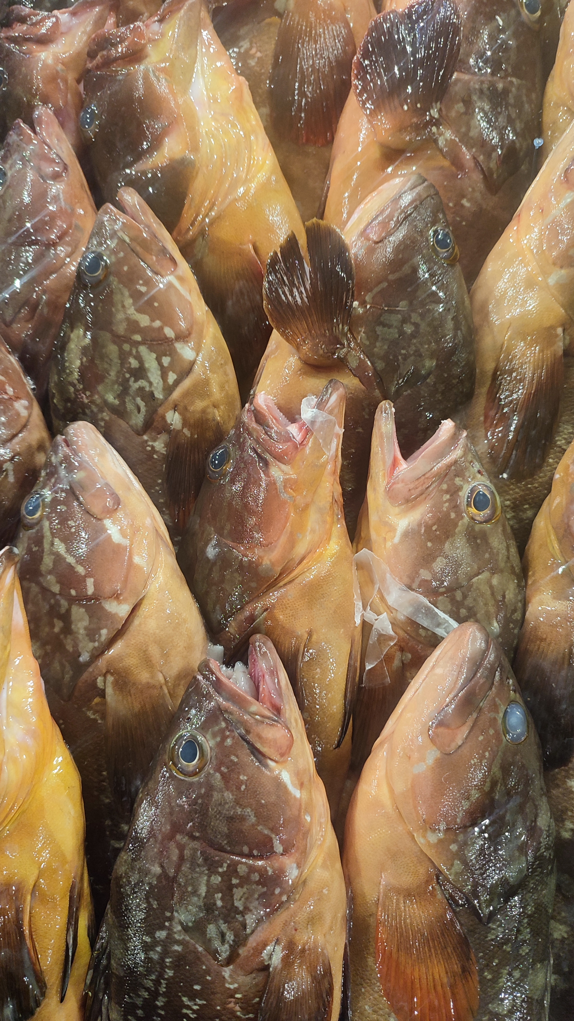 Dusky Grouper - وقار أرافس